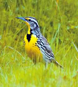 http://www.prairiefirenewspaper.com/files/200902-bird-watcher-western-meadowlark.jpg