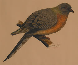 Passenger pigeon (Ectopistes migratorius) adult. Extinction is a natural part of evolution, but humans directly caused the extinction of this species. Historically, the species once numbered in uncounted millions and ranged west to the northern Great Plains. (Print from ink drawing by Paul A. Johnsgard; colored by Allison Johnson; Great Plains Art Collection, 0002.2004.0017)