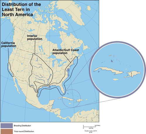 Map of the Distribution of the Least Tern in North America