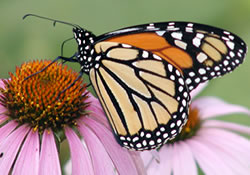 Monarch (Danaus plexippus)