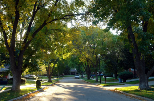 Because of its popularity in communities across Nebraska, the loss of ash trees (pictured) to EAB will dramatically alter community landscapes. In fact, some communities could lose 20–40 percent of their forest resources to EAB. (Nebraska Forest Service)