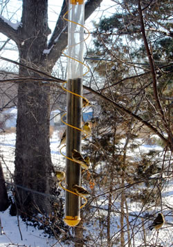 Goldfinches on Nyjer thistle feeder. (Dave Titterington)