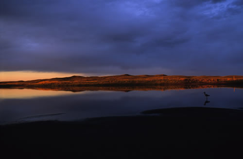 A Sandhills lake in Nebraska at first light with American avocet. (Michael Forsberg)