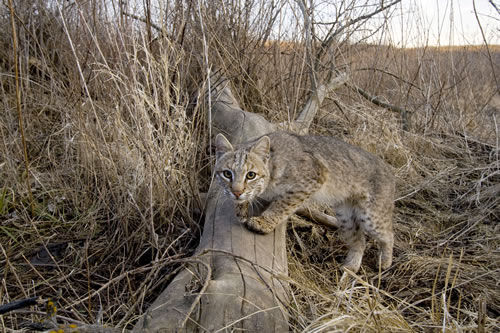 Captured on film by a “camera trap,” a female bobat (Lynx rufus) pauses along a creek drainage in tallgrass prairie. Though relatively common in parts of the Plains, these cats are seldom seen, a tribute to their solitary habits and to the way their coats perfectly match their surroundings. (Michael Forsberg)