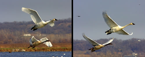left to right: Adult and juvenile trumpeter swans at Squaw Creek National Wildlife Refuge, Mo. (Paul A. Johnsgard)