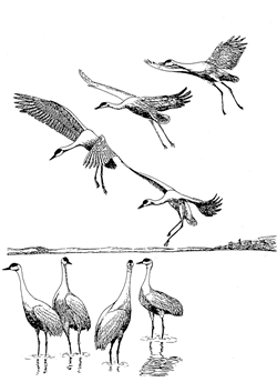 Illustration by Paul A. Johnsgard