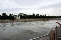 Silver carp (a type of Asian carp) jumping next to a boat in the Platte River, 2006 (Dr. Mark Pegg, School of Natural Resources, University of Nebraska-Lincoln)