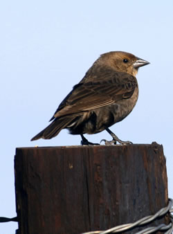 A female cowbird on a wooden fencepost. (Paul A. Johnsgard)