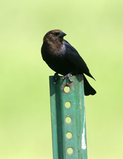 A male cowbird on a metal post. (Paul A. Johnsgard)