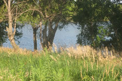 Many Nebraskans are worried that the pipeline will affect the native prairie grass. (Jane Kleeb)