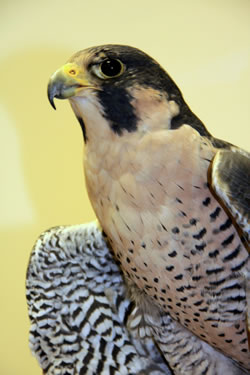 An adult Raptor Recovery education falcon. (Paul A. Johnsgard)