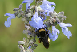 Bumblebee on pitcher sage, Spring Creek Prairie Audubon Center (Gordon Warrick) 