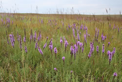 Dotted gayfeather, Spring Creek Prairie Audubon Center (Gordon Warrick)