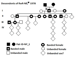 Family tree of a whooping crane banded in 1987, RwR-Nil *. Males are squares, females are circles and unknown is rhombuses. Bold figures are banded individuals. Generations (I,II, III and IV) are  indicated on the left.