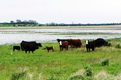 Cattle grazing at Harvard Waterfowl Production Area. (Doreen Pfost)