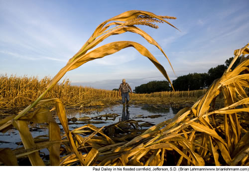 Paul Dailey in his flooded cornfield, Jefferson, S.D. (Brian Lehmann/www.brianlehmann.com)