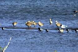marbled godwits, May 14, 2006 (Stephen J. Dinsmore)