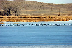 Waterfowl on Lake Ogallala, Feb. 26, 2006. (Stephen J. Dinsmore)