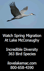 Watch Spring Migration at Lake McConaughy