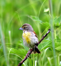 A female dickcissel. (Paul A. Johnsgard)