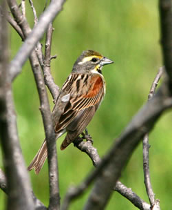 A male dickcissel. (Paul A. Johnsgard)