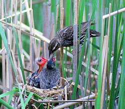 A female red-winged blackbird feeding a baby brown-headed cowbird (right) rather than her own starving chick (left). (Paul A. Johnsgard)