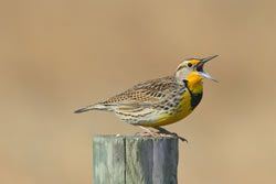 A western meadowlark male. (Paul A. Johnsgard)