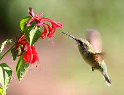 Ruby-throated female and monarda. (Paul A. Johnsgard)