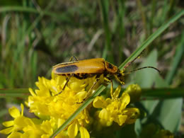 Pollen covered beetle on goldenrod. (Courtesy of the authors)