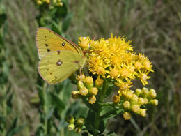 Sulpher butterfly on goldenrod (Courtesy of the authors)