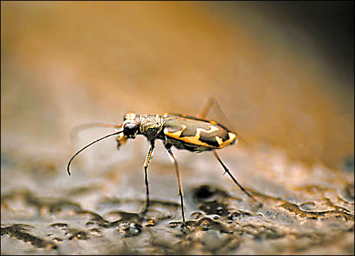 Salt Creek tiger beetle